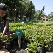 Horto Florestal Distribui Mudas De Plantas Nativas Do Rs Em Tramanda