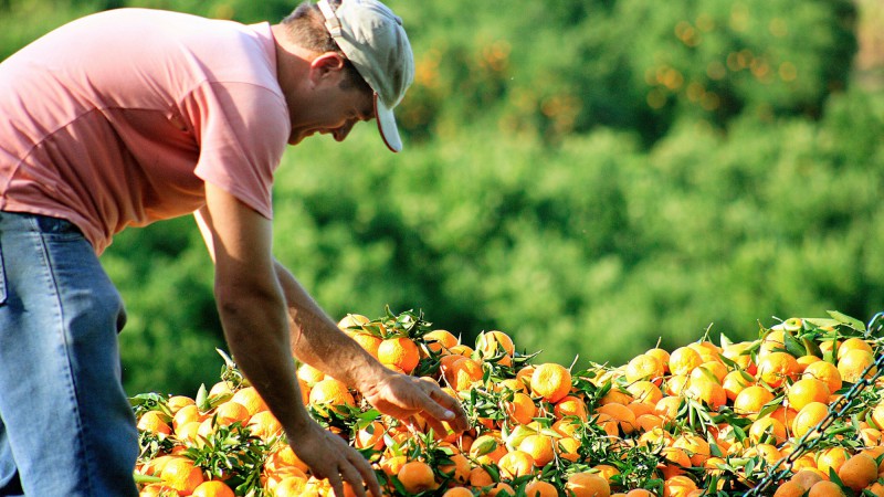 O Vale do Caí, interior de Montenegro, é a principal região produtora de citros no Rio Grande do Sul, responsável por mais de 58% do total. Na região, 11,7 mil hectares são cultivados com citros, sendo 7,7 mil hectares de bergamotas, 3,58 mil hectares de