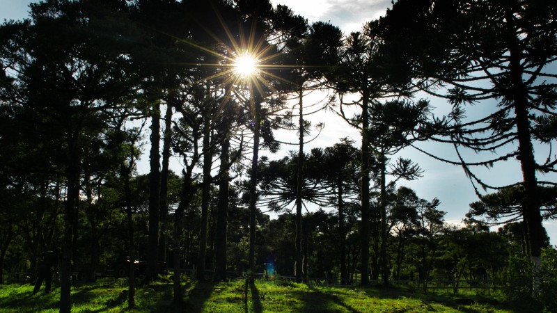Campanha de Repovoamento da Arauc&aacute;ria chega a sua 6&ordf; etapa. Anualmente a Secretaria Estadual do Meio Ambiente e a Rio Grande Energia (RGE ) promovem lan&ccedil;amentos regionais da Campanha, atingindo munic&iacute;pios diferentes, em &aacute;rea de ocorr&ecirc;ncia natural da