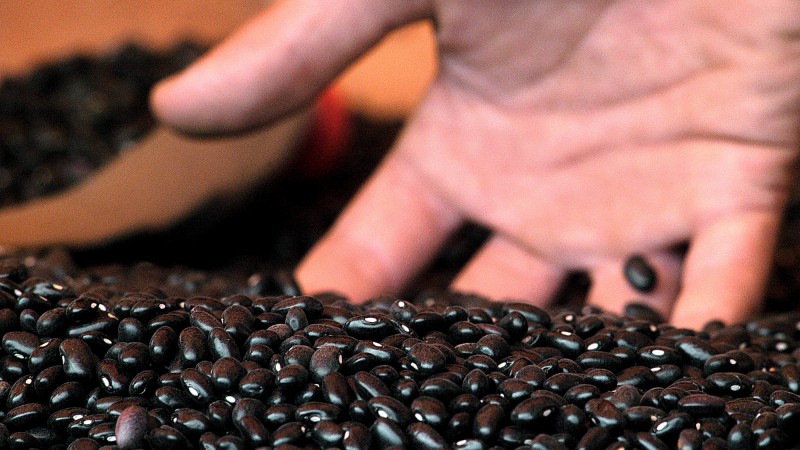 Come&ccedil;a a colheita do feij&atilde;o no Estado e o plantio das culturas de ver&atilde;o.