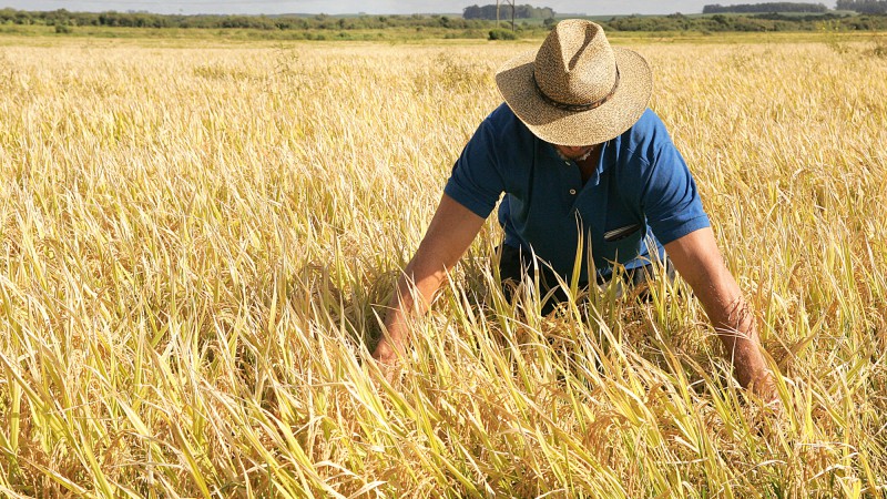 Produtor de Arroz