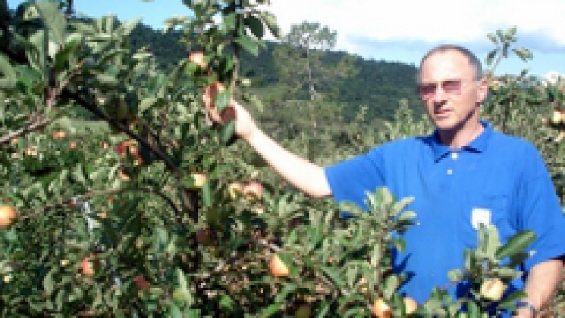 O município de Maximiliano de Almeida, que há quatros anos acreditou no plantio de maçã do cultivar Eva, está colhendo a fruta. O plantio iniciou em 2005, com uma área experimental de um hectare, e hoje conta com três hectares. Os produtores Fabiano