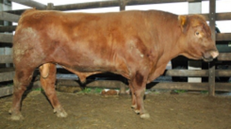 Foram sorteados os três pecuaristas familiares assistidos pela Emater-RS/Ascar que vão receber os dois carneiros e um touro, doados por empresas gaúchas para fortalecer a proposta de melhoria da qualidade genética do Programa Estadual de Pecuária