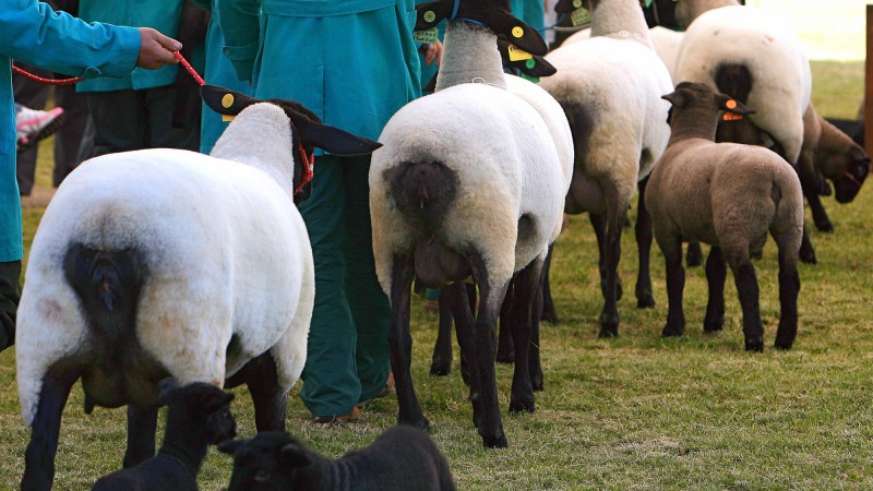Exemplares de ovinos da ra&ccedil;a Suffolk  em seu desfile de julgamento na 31&ordf; Expointer, no Parque de Exposi&ccedil;&otilde;es Assis Brasil.