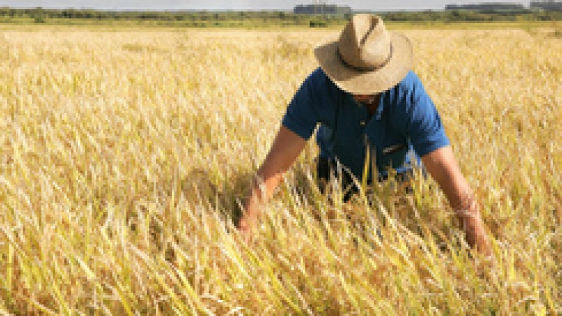 A recente alta nos pre&ccedil;os do arroz n&atilde;o reflete a situa&ccedil;&atilde;o do produto no mercado interno brasileiro. Nos &uacute;ltimos cinco anos, o pre&ccedil;o na prateleira teve uma queda de 32% e o consumidor tem pago menos pelo cereal. O valor m&eacute;dio de comercializa&ccedil;&atilde;o de um