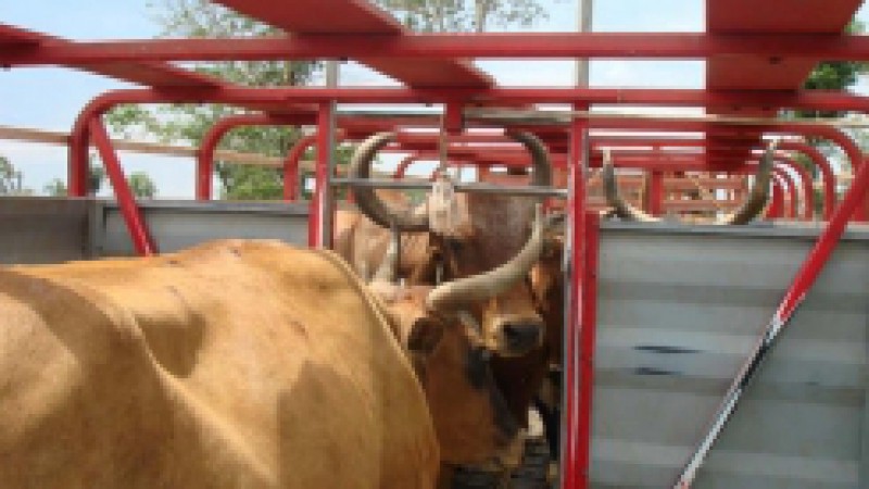 A Operação Descaminho da Secretaria da Agricultura, Pecuária, Pesca e Agronegócio (Seappa), com apoio da 3ª Patrulha Ambiental da Brigada Militar, apreendeu, nesta terça-feira (23), 26 bovinos sem origem legal comprovada nos municípios de Santo Cristo e