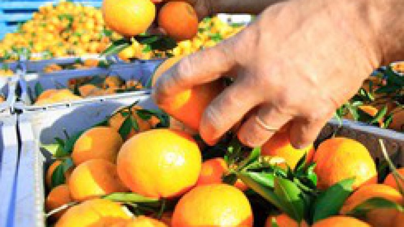 Com mais de 300 citricultores, uma área em produção de 245 hectares e a estimativa de ampliar em 150 hectares nos próximos três anos, a citricultura é uma atividade importante para o município de Iraí. Confirmando essa informação, na última sexta-feira