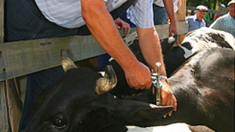 Imuniza&ccedil;&atilde;o contra a febre aftosa em bovinos e b&uacute;falos de at&eacute; dois anos foi feita em todo o Estado nos meses de junho e julho O &iacute;ndice de vacina&ccedil;&atilde;o da etapa de refor&ccedil;o da vacina&ccedil;&atilde;o contra a febre aftosa em bov&iacute;deos com idade at&eacute; 24 meses ser&aacute; divulgado,
