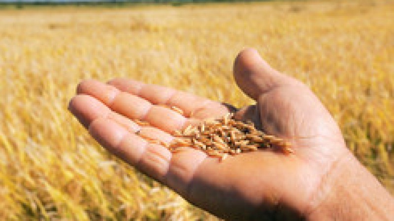 Os recursos para o custeio da safra agrícola deverão estar disponíveis a partir do dia 1º de agosto nas instituições bancárias. E o produtor de arroz que utiliza semente oficial em sua lavoura deve ficar atento. Desde o ano passado, os bancos