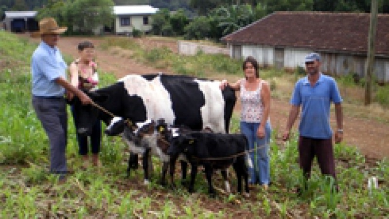 O nascimento de três terneiras gêmeas, situação rara de acontecer, está chamando a atenção no município de Rondinha. O caso ocorreu na propriedade da família de Nilo e Isabel Gobbi, assistida pela Emater/RS-Ascar, na comunidade Linha 11. As terneiras são