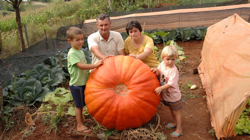 Uma abóbora gigante foi colhida pelo produtor Amauri Casarin, da localidade de São José, no município de Boa Vista das Missões. A abóbora pesa 92 quilos e tem 2,3 metros de circunferência.     As sementes que deram origem a abóbora gigante foram