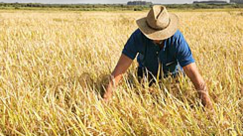 O Instituto Rio Grandense do Arroz (Irga) comemorou os resultados obtidos no primeiro leilão de venda de arroz, realizado nesta quinta-feira (10). O pregão indicou um preço de R$ 25,48 para o produto com 58% de grãos inteiros, originário da barragem do