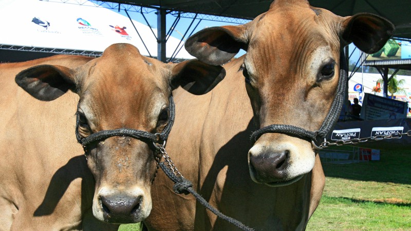 Novilhas clones da vaca Responses Wonder, primeiros clones de gado leiteiro Jersey no país, o que mostra a importância do melhoramento do setor.