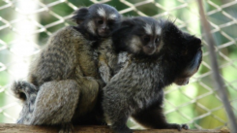A Fundação Zoobotanica do Rio Grande do Sul divulga o bicho do mês de dezembro: sagui-pincel-preto, como parte do Projeto A Hora do Bicho. Nativo da região centro-oeste do Brasil, o sagui-pincel-preto está entre os menores símios do mundo. Vive em bandos