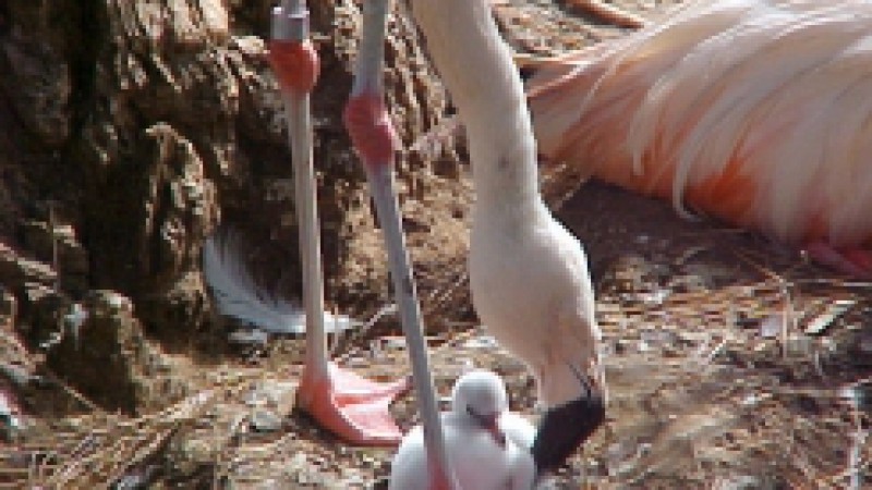 Dando continuidade ao projeto A Hora do Bicho, a Fundação Zoobotânica do RS divulga o flamingo, como o bicho do mês de novembro. Este projeto faz parte da campanha de coleta seletiva do lixo, que acontece no Parque Zoológico, em Sapucaia do Sul.  Na