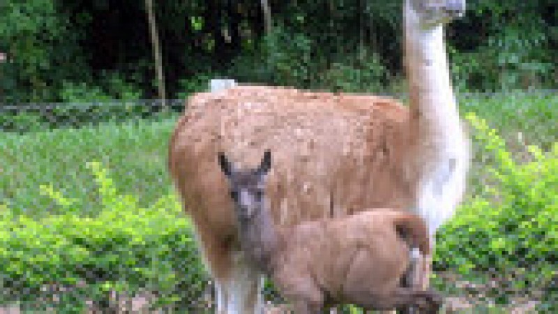 O Parque Zool&oacute;gico, localizado em Sapucaia do Sul, tem novos filhotes em seu plantel. Nasceu em fevereiro um exemplar f&ecirc;mea de guanaco e, em dezembro, um casal de porcos-do-mato queixada.  O zool&oacute;gico n&atilde;o registrava havia&nbsp;cerca de&nbsp;30 anos nascimento de