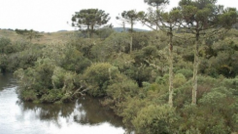 Até o final de fevereiro, o Banco Mundial irá se reunir com a Secretaria Estadual do Meio Ambiente (Sema) para definições relativas à execução do Projeto RS Biodiversidade. A afirmação é do Secretário Estadual do Meio Ambiente em exercício, Francisco