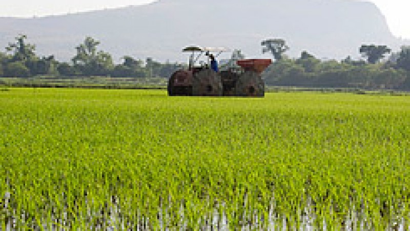 Todos os 1.098.818 hectares de arroz plantados no Estado estão com bom desenvolvimento. De acordo com o último levantamento do Instituto Rio Grandense do Arroz (Irga), cerca de 68,5% das plantas estão no estágio vegetativo, 31,5% em desenvolvimento