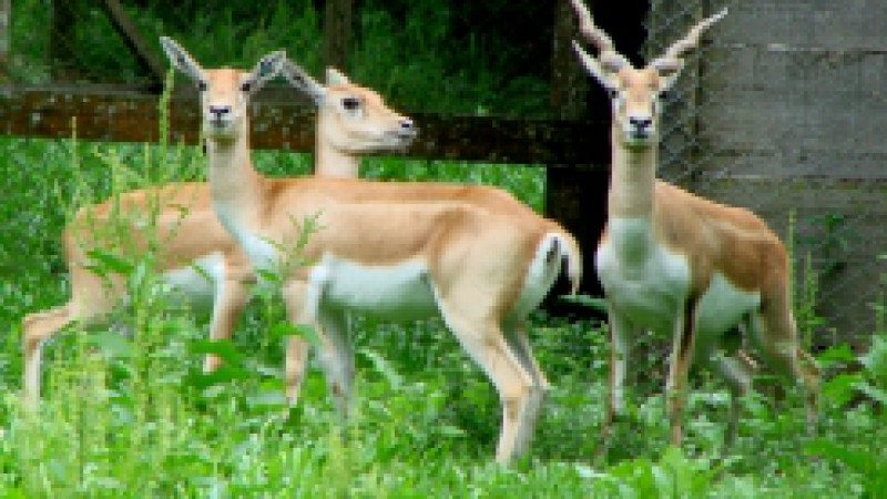 A partir do nascimento de dois exemplares de cervicapra (antilope cervicapra), nos dias 14 e 30 de outubro passado, o Parque Zoológico, em Sapucaia do Sul, passa a ter, em seu acervo, um total de cinco indivíduos, um macho e duas fêmeas adultas, sem