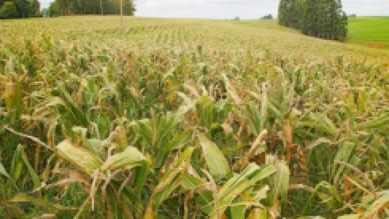As precipitações, até o momento, foram benéficas para a semeadura de grãos de verão, proporcionando ótimas condições de umidade na maioria das regiões do Rio Grande do Sul. Segundo o Informativo Conjuntural, elaborado pela Emater/RS-Ascar, o fato