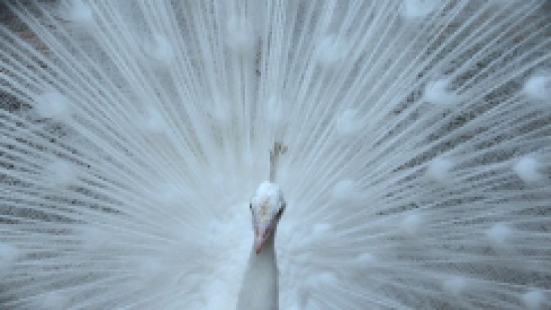Origin&aacute;rio da India, habita florestas e &aacute;reas abertas. Alimenta-se de sementes, frutos e pequenos animais. Este &eacute; o pav&atilde;o branco, uma das esp&eacute;cies escolhidas para fazer parte do Projeto A Hora do Bicho, em sua 6&ordf; Edi&ccedil;&atilde;o. Desde a primeira edi&ccedil;&atilde;o do
