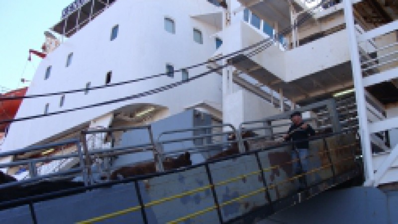 O Porto de Rio Grande começou, às 23h45min de quinta-feira (28), no Porto Novo, a primeira exportação de bovinos para o Egito. O embarque piloto dos animais vivos garante a possibilidade do gado gaúcho conquistar um novo mercado, além do Líbano. A