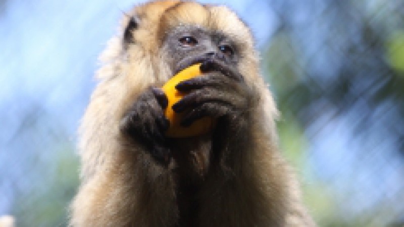 Entre outubro de 2008 e junho de 2009, o Rio Grande do Sul enfrentou um surto de febre amarela. Apesar de o registro de pessoas infectadas&nbsp;n&atilde;o ter passado de 20 casos, a doen&ccedil;a vitimou uma grande parte da popula&ccedil;&atilde;o de bugios no Estado. Nesse per&iacute;odo, foi