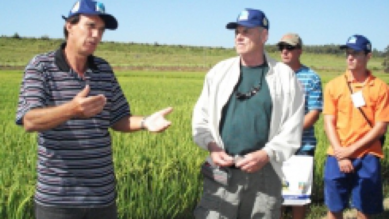 Os produtores devem estar atentos ao manejo de insetos-praga na lavoura de arroz no Rio Grande do Sul. No período da colheita o inseto de maior ocorrência é a lagarta-da-panícula (Pseudaletia spp), causando significativas perdas de produtividade. Na