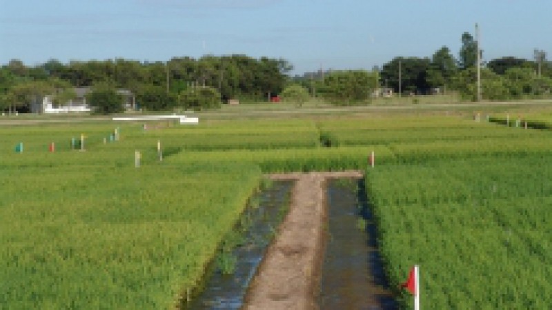 Levantamento do Instituto Rio Grandense do Arroz (Irga), nesta quinta-feira (1º), indica que foi colhido 50,4% do total plantado –  o equivalente a 531.438 hectares dos 1.085.657 hectares semeados. O tempo seco favorece a colheita, mas a  produtividade