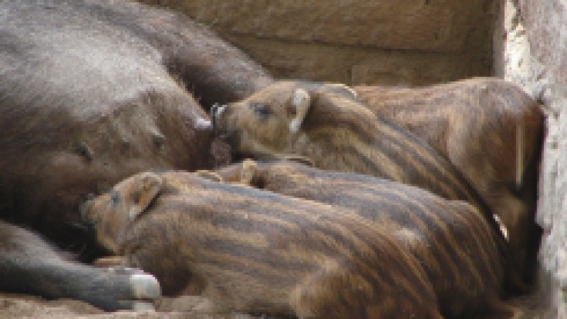 A&nbsp;Funda&ccedil;&atilde;o Zoobot&acirc;nica do RS divulga o javali como o bicho do m&ecirc;s de fevereiro, projeto realizado no Zool&oacute;gico, em Sapucaia do Sul, que visa a&nbsp;apoiar a campanha da coleta seletiva do lixo realizada no Parque. O Projeto A Hora do Bicho, que se iniciou em