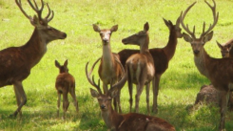 Um casal de cervo-dama nasceu nos primeiros dias de janeiro, aumentando para sete o n&uacute;mero desta esp&eacute;cie no Parque Zool&oacute;gico do Estado. O zoo ainda conta com 17 exemplares de Cervo-vermelho &ndash;&nbsp;tr&ecirc;s nasceram em dezembro de 2009 (um macho e duas f&ecirc;meas).