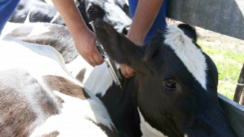 O Rio Grande do Sul imunizou 92,16% do rebanho na última etapa de 2009 da campanha de vacinação contra a febre aftosa. O dado integra o balanço da Secretaria da Agricultura, Pecuária, Pesca e Agronegócio. Dirigida aos bovídeos jovens de até 24 meses de