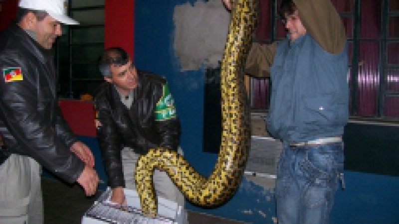 A transfer&ecirc;ncia de um cobra sucuri do Hospital Veterin&aacute;rio do Zool&oacute;gico, em Sapucaia do Sul, para o recinto aberto &agrave; visita&ccedil;&atilde;o p&uacute;blica do parque, &eacute; uma atividade que n&atilde;o &eacute; considerada rotina pelos t&eacute;cnicos do Zoo. Este procedimento dever&aacute; ocorrer nesta