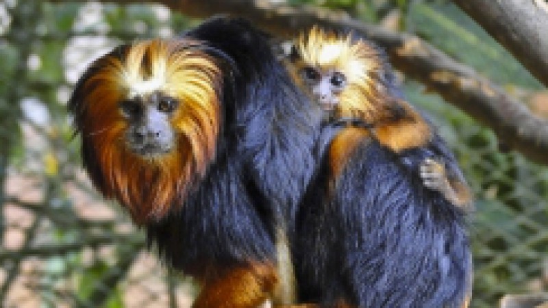 Os dois filhotes de mico-leão-da-cara-dourada que nasceram no Parque Zoológico, em Sapucaia do Sul, apresentam ótima saúde e podem ser notados com mais facilidade pelos visitantes. Eles completaram 45 dias neste domingo (11), atingindo aproximadamente 15