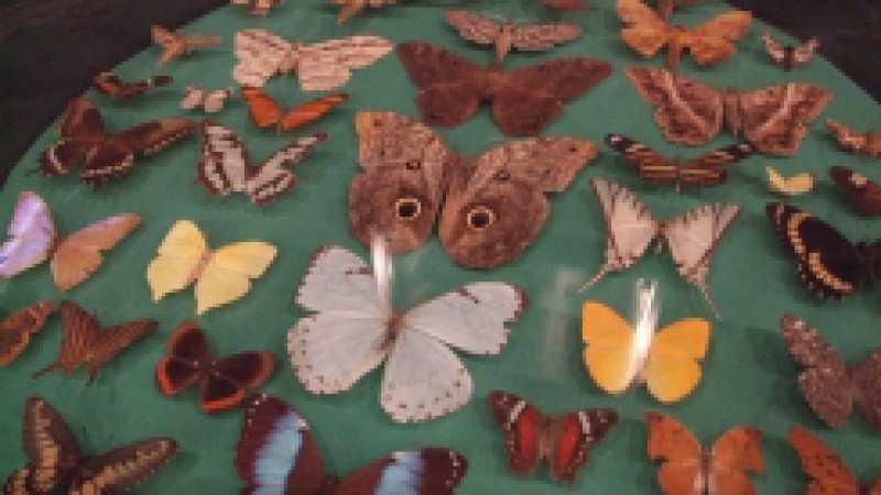 O Museu de Ci&ecirc;ncias Naturais (MCN), da Funda&ccedil;&atilde;o Zoobot&acirc;nica do Rio Grande do Sul (FZB), inicia a comemora&ccedil;&atilde;o pelo 56&ordm; anivers&aacute;rio no dia 3 de novembro. A programa&ccedil;&atilde;o se estende at&eacute; o pr&oacute;ximo dia 13. Ser&atilde;o promovidas atividades art&iacute;sticas e educativas. Os