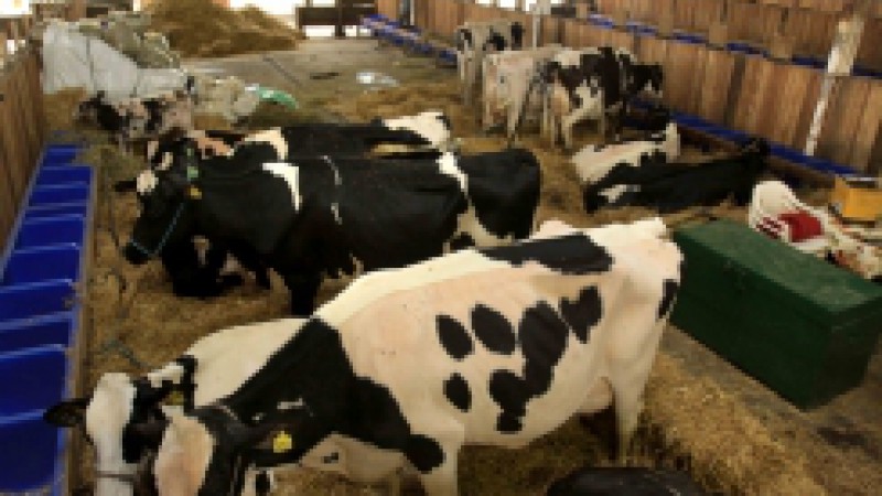 As inscri&ccedil;&otilde;es de animais da ra&ccedil;a Holandesa para a Expointer deste ano cresceram 16,11% em rela&ccedil;&atilde;o &agrave; edi&ccedil;&atilde;o&nbsp;anterior da Feira, passando&nbsp;de 180 para 209.&nbsp;Em 2011, ser&atilde;o&nbsp;26 expositores oriundos de 22 munic&iacute;pios ga&uacute;chos. O maior volume foi inscrito pela