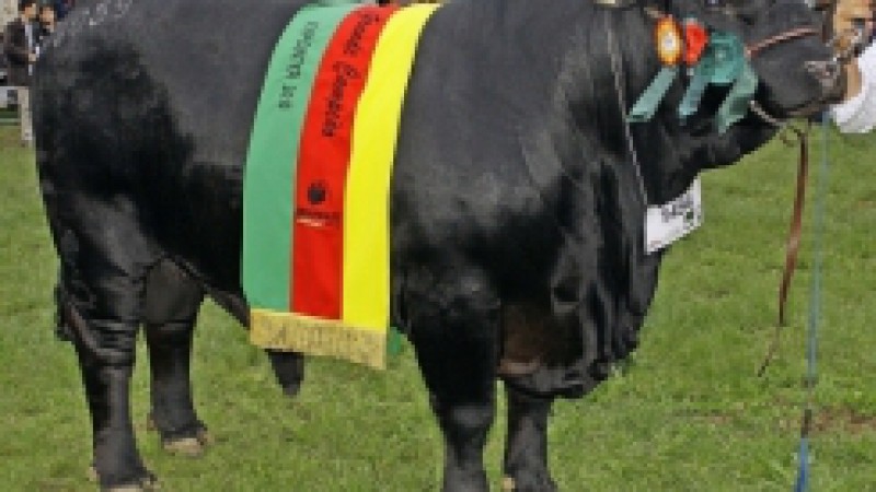 Conhecida como a ra&ccedil;a forte, devido &agrave; combina&ccedil;&atilde;o gen&eacute;tica que re&uacute;ne na medida certa as melhores qualidades dos Zebus e Angus, a ra&ccedil;a sint&eacute;tica Brangus chega &agrave; 34&ordf; Expointer mais do que bem representada. Pelo menos 79 unidades estar&atilde;o expostas no pavilh&atilde;o