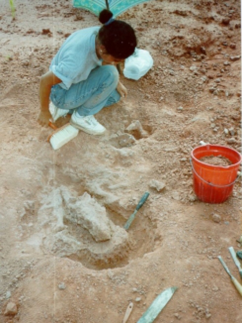 Pesquisadores do Museu de Ci&ecirc;ncias Naturais da Funda&ccedil;&atilde;o Zoobot&acirc;nica do Rio Grande do Sul, &oacute;rg&atilde;o ligado &agrave; Secretaria Estadual do Meio Ambiente, e da USP de Ribeir&atilde;o Preto apresentaram &agrave; comunidade cient&iacute;fica mundial um f&oacute;ssil de 240 milh&otilde;es de anos