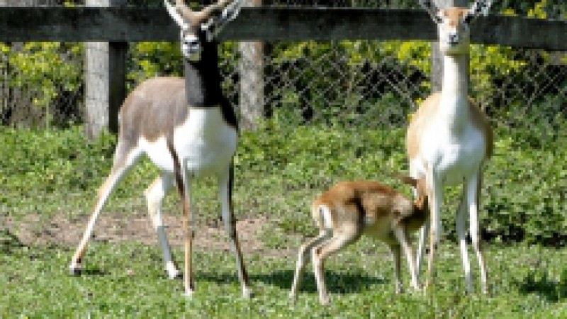 Um macho de guanaco e uma fêmea de cervicapra foram os recentes exemplares nascidos, respectivamente, dias 27 e 28 de agosto, no Parque Zoológico, em Sapucaia do Sul. Os animais apresentam ótima saúde e encontram-se nos recintos com seus pais, situado no