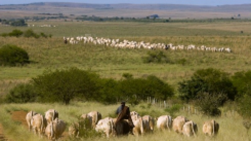 O fomento aos produtores que conservam os campos nativos do Cone Sul é o conceito do projeto que será apresentado em um seminário, na segunda-feira (27), no Auditório Central do Parque Estadual de Exposições Assis Brasil, das 9h30 às 12h30. Ao final, uma