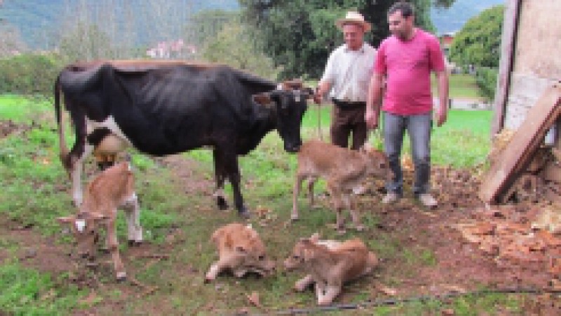 O agricultor Alceu Franceschina, do distrito de Santa Bárbara, em São Valentim do Sul, e os técnicos da Emater/RS-Ascar e da Prefeitura foram surpreendidos, na tarde de quarta-feira (04), com uma ocorrência incomum. O nascimento de terneiros