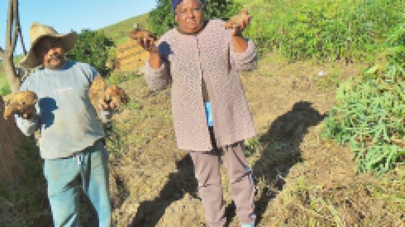 Agricultores familiares e quilombolas das comunidades de Rinc&atilde;o dos Martimianos e S&atilde;o Miguel, em Restinga Seca, est&atilde;o recebendo mudas melhoradas de batata-doce. A iniciativa &eacute; resultado de parceria estabelecida entre Emater/RS-Ascar, Embrapa Clima