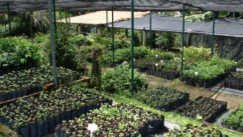 As mudas produzidas pelo Viveiro do Jardim Botânico, em Porto Alegre, estão sendo comercializadas com até 50% de desconto. O local possui um estoque formado por mais de 100 espécies nativas do Estado. Dos exemplares disponíveis, dez estão ameaçados de