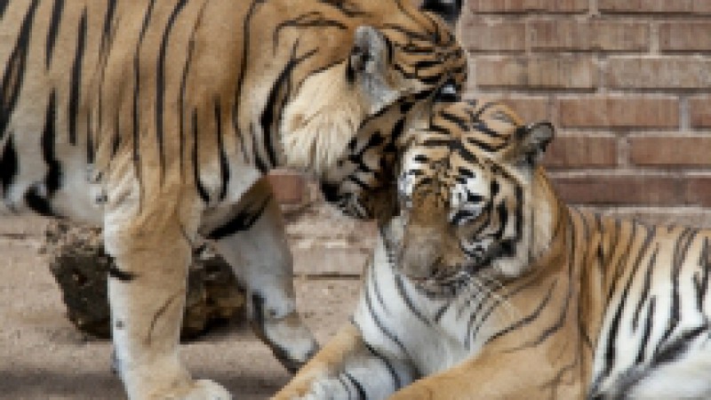 No dia 1º de maio, feriado e data do aniversário, o Parque Zoológico da Fundação Zoobotânica do Rio Grande do Sul, em Sapucaia do Sul, terá o acesso gratuito. São esperados mais de 20 mil visitantes, das 8h30min às 17h. A estrutura de segurança e de