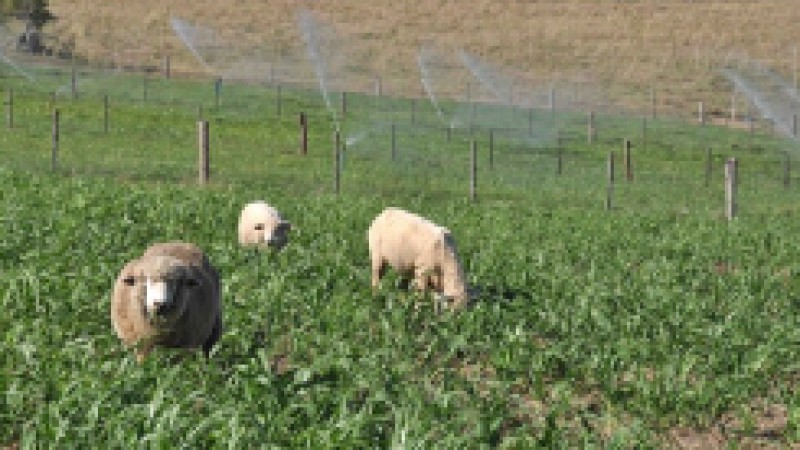 Dois dos grandes problemas enfrentados pela cadeia produtiva de ovinocultura s&atilde;o a falta de qualidade da carne e a sazonalidade na produ&ccedil;&atilde;o de cordeiros. Em 19 de janeiro deste ano, foi iniciado o projeto&nbsp;Sistemas de alimenta&ccedil;&atilde;o de cordeiros para a