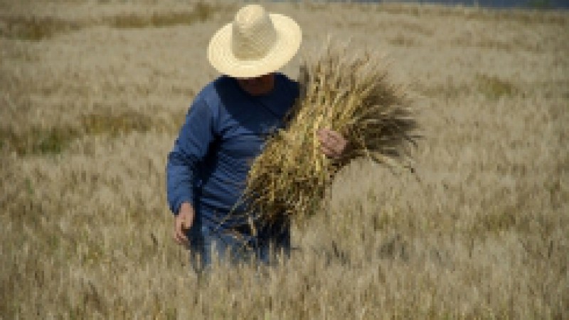 As discussões em torno do escoamento da produção gaúcha de trigo e da redução dos custos de produção para a cultura serão os pontos principais a serem debatidos nesta quarta-feira (18), em Passo Fundo, durante a reinstalação da Câmara Setorial da Cadeia