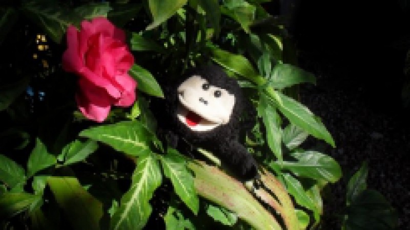 A Biblioteca Lucília Missen promove o espetáculo Teatro do Macaquinho, da Cia Teatral Filhinhos da Mamãe, com temporada desde este domingo (15) até 29 de janeiro, sessões aos sábados e domingos, às 16h, na Sala Lili Inventa o Mundo - 5º andar da Casa de