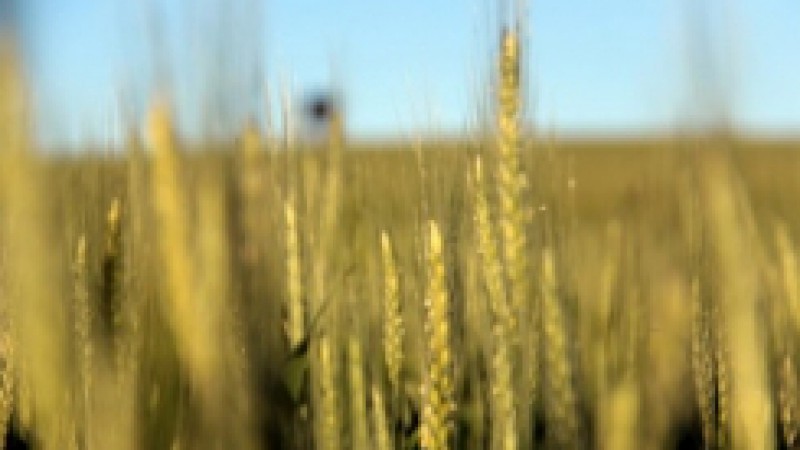 Enquanto as culturas de inverno, como trigo, canola e cevada est&atilde;o em fase final de enchimento de gr&atilde;os e o trigo j&aacute; inicia a colheita das primeiras lavouras, os gr&atilde;os de ver&atilde;o, como arroz, milho e feij&atilde;o 1&ordf; safra apresentam avan&ccedil;os na semeadura,