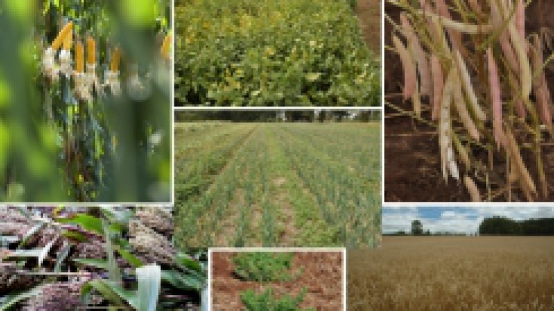 A Funda&ccedil;&atilde;o Estadual de Pesquisa Agropecu&aacute;ria (Fepagro) aprovou projeto junto &agrave; Ag&ecirc;ncia Brasileira da Inova&ccedil;&atilde;o (Finep) para a capta&ccedil;&atilde;o de R$ 1,5 milh&atilde;o para ser utilizado no fortalecimento de a&ccedil;&otilde;es voltadas &agrave; agricultura familiar, com a sele&ccedil;&atilde;o de