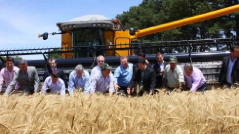Que o Rio Grande do Sul é o maior produtor de trigo do país, com previsão de colher 2,7 milhões de toneladas nesta safra, os números já mostram. A curto prazo, os desafios são manter os preços, elevar e estabilizar a renda do produtor e criar as